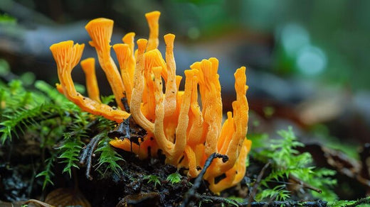 cordyceps