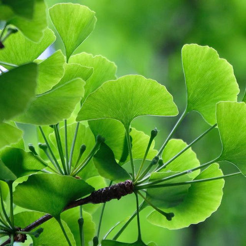 ginkgo biloba